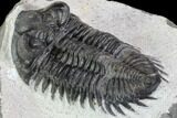 Coltraneia Trilobite Fossil - Huge Faceted Eyes #87555-4